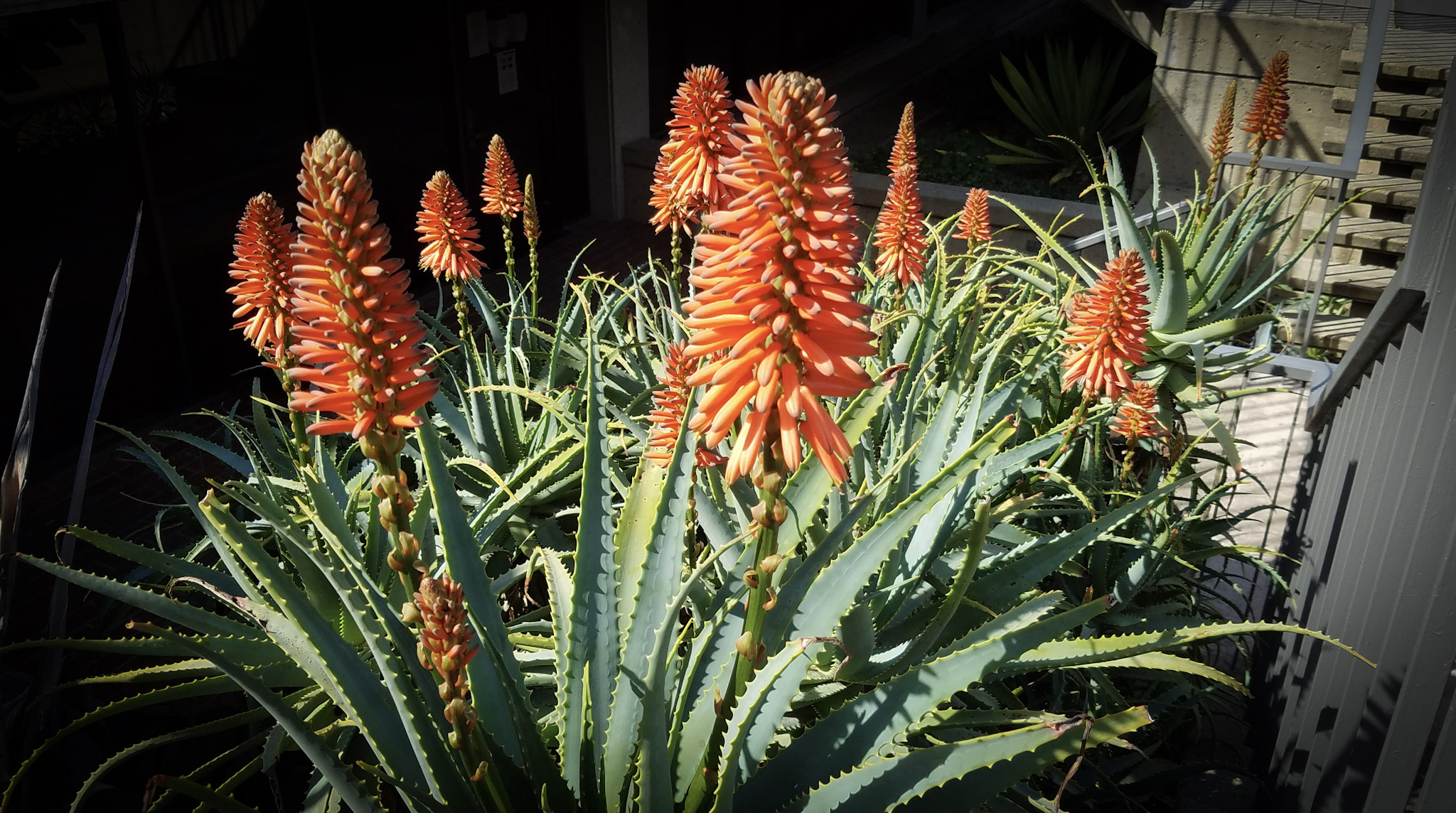 Blooming Aloe