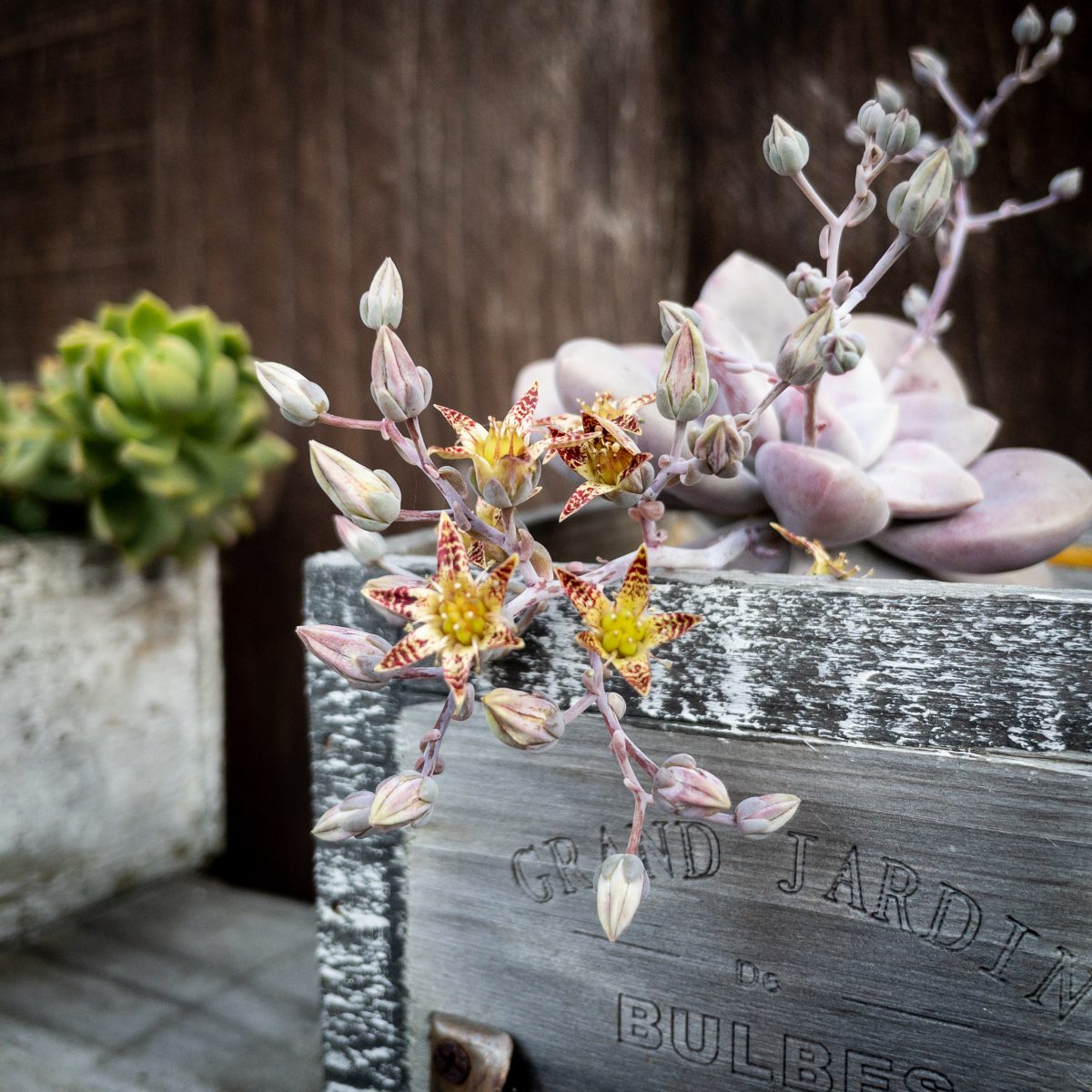 Succulent flowers growing over a planter box